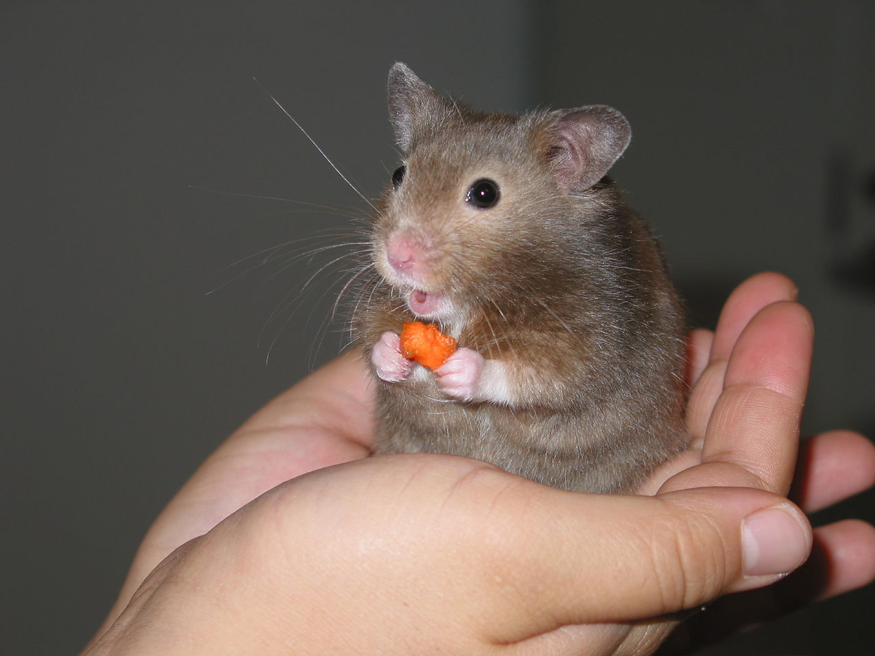 An image of a hamster, held in the palm of a hand.